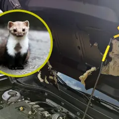 Kuna w okręgu i zniszczona izolacja pod maską samochodu.